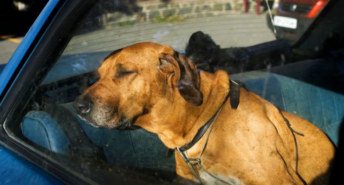 Pauvres bêtes: Le Mans- deux chiens meurent enfermés dans une voiture garée …
