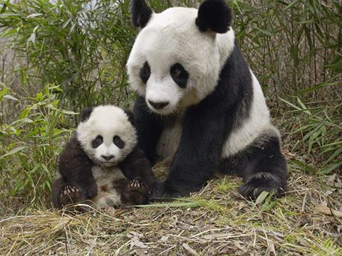 Les Pandas ne sont plus en voie de disparition !