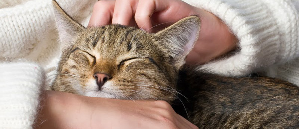 Caresser votre chat peut être très dangereux selon une étude récente !