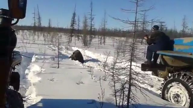 Un ours écrasé par un camion en Russie ! Voici la vidéo qui choque le monde !