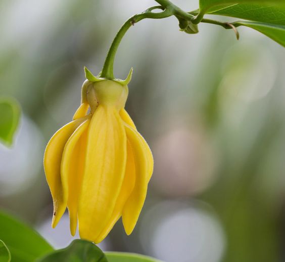 Connaissez vous le Ylang-Ylang ? Une plante aphrodisiaque à plusieurs vertus !