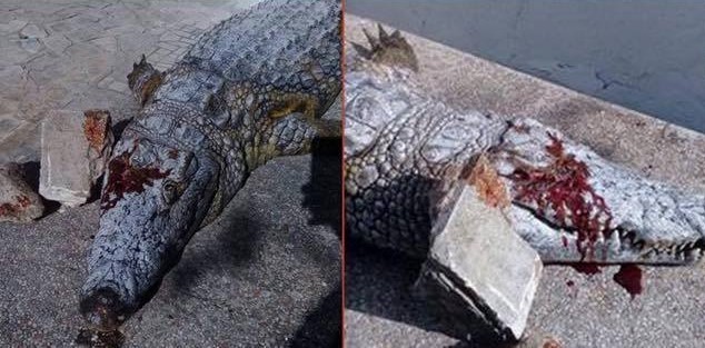 Crocodile lapidé au zoo de Tunisie et les tunisiens s’indignent