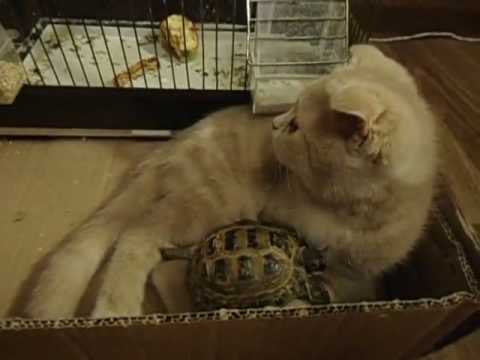 Une amitié rare à partager : Un chat et une tortue!!