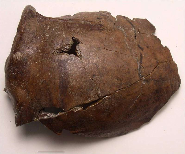 Les experts trouvent le crâne de la plus vieille victime du tsunami au monde