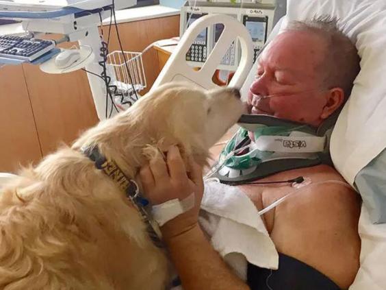 Le chien sauve la vie de son propriétaire en se couchant sur lui pendant près de 24 heures