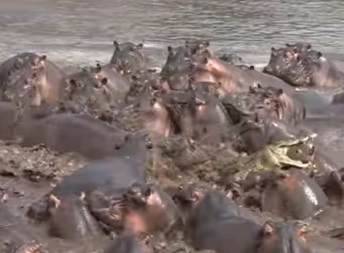 Quand un croc envahit leur espace, ces hippopotames ne s’arrêtent à rien pour le faire sortir