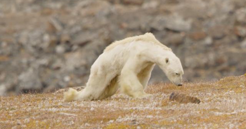 Cet ours polaire amaigri et affamé fait la polémique sur les réseaux sociaux