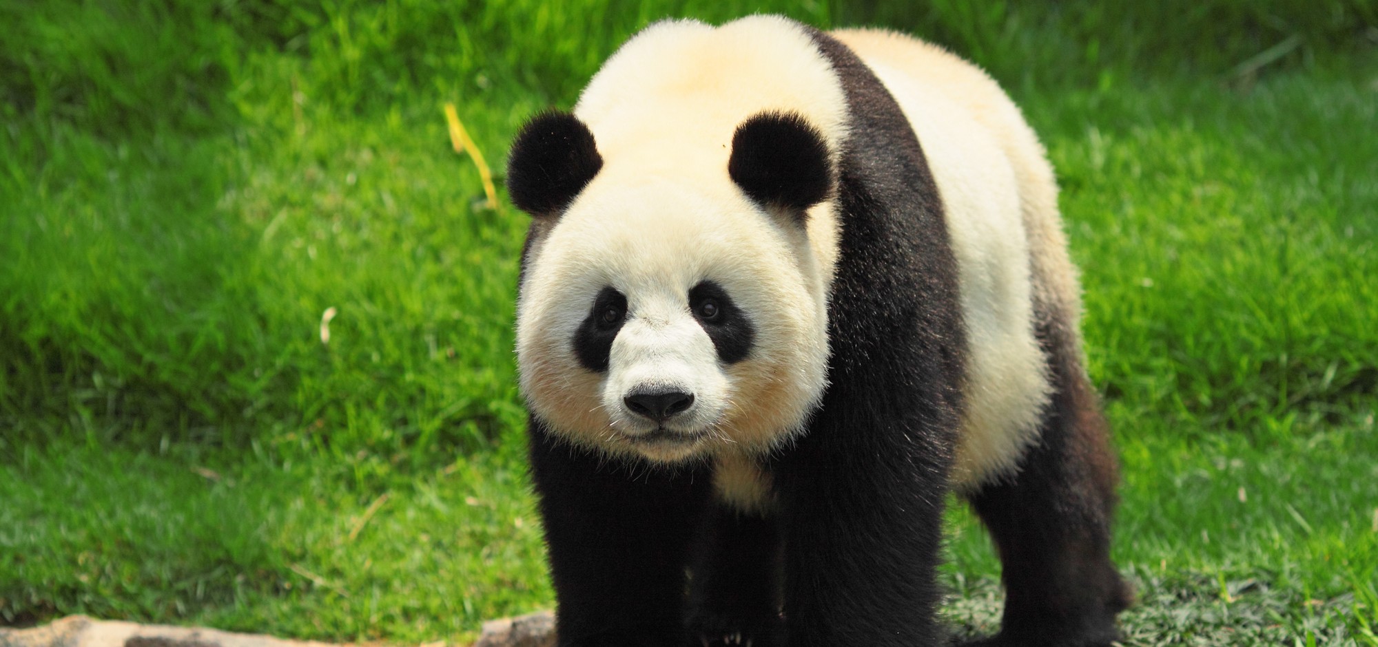 Vous n’allez pas devinez en quoi se recycle le caca de panda en Chine